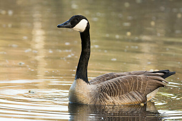 Canada top goose deutschland